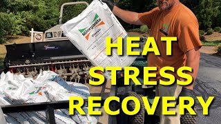 Milorganite Fertilizer Heat Stress Recovery On Tall Fescue Turf [upl. by Arnulfo422]