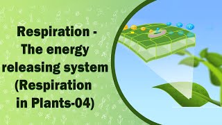 Respiration  The energy releasing system  Respiration in Plants04  X Class [upl. by Jessalyn]