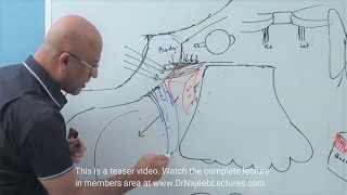 Pterygopalatine Fossa  Neuroanatomy [upl. by Atinej]