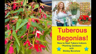 TUBEROUS BEGONIAS Plant Begonia Tubers Indoors and Outdoors NonStop Flowers Shirley Bovshow [upl. by Airekahs]