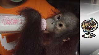 Rehabilitating The Victims Of The Illegal Orangutan Trade [upl. by Adniled164]