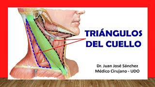 🥇 TRIÁNGULOS DEL CUELLO Fácil Rápido y Sencillo [upl. by Dlanger]