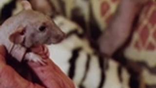 Hairless Rat Love  My Strange Addiction [upl. by Dabney]