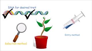 How to Make a Genetically Modified Plant [upl. by Preuss]