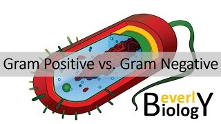 Gram Positive vs Gram Negative Bacteria [upl. by Ormand]