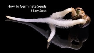 How To Germinate Seeds Fast  3 Simple Steps [upl. by Eisso]