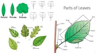 Plant Anatomy and Morphology [upl. by Assennev599]