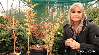 How to grow Hamamelis  Crocuscouk [upl. by Anaidiriv302]