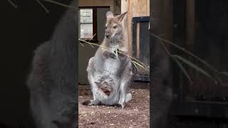 Marsupial Animal Kangaroo [upl. by Filippo]