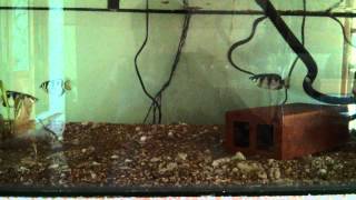 Gymnothorax tile feeding [upl. by Yhtommit]