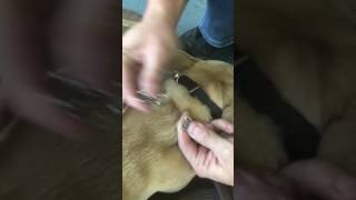 How to remove a prong collar [upl. by Juliet138]