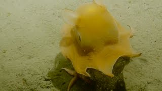 Adorable Flapjack Octopus  Nautilus Live [upl. by Ahsinnod864]