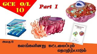 கலம்  Cell structure amp function  Grade 10 Science  GCE OL Tamil Medium [upl. by Aynwad]