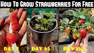 How To Grow Strawberries From Seed  SEED TO HARVEST [upl. by Htebirol]