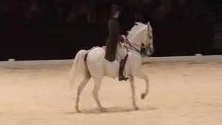 Pirouette  Canter pirouette  Dressage horse [upl. by Alisan]