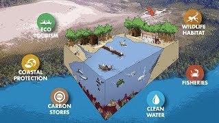 Importance of Mangrove Forests [upl. by Jameson87]