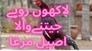 Aseel Murga Aseel Roaster fight in Punjab Pakistan [upl. by Koenraad923]