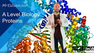 Proteins  A Level Biology [upl. by Roede191]