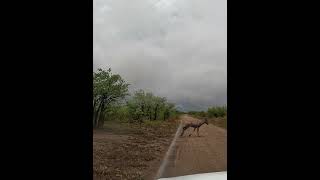 Tsessebe Crossing [upl. by Ived905]