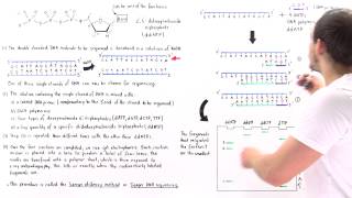 Sanger Sequencing of DNA Part II [upl. by Minne]