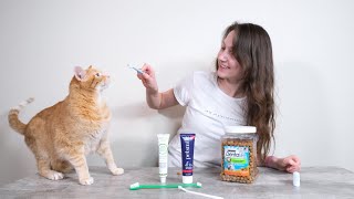 Top 6 Best Cat Dental Products We Tried Them All [upl. by Gazo]