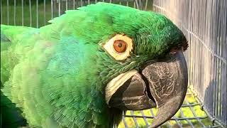 Colorful Emerald Macaw Parrot beautiful macaw [upl. by Itsim731]