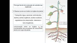 1 Floema  Definição Localização e Função 14 [upl. by Virgel]