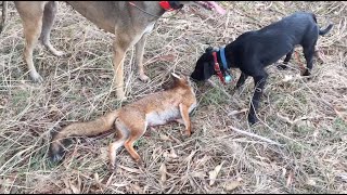 Driven Fox Hunting in Australia [upl. by Aela]