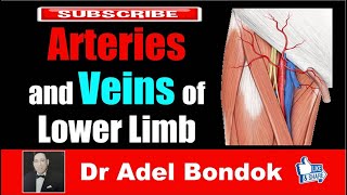 Arteries and Veins of the Lower Limb Dr Adel Bondok [upl. by Goldsmith549]