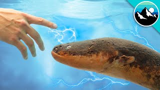 Shocked by an Electric Eel [upl. by Anelat]