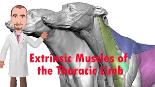 Extrinsic Muscles of the Thoracic Limb  Forelimb Removal [upl. by Allen]