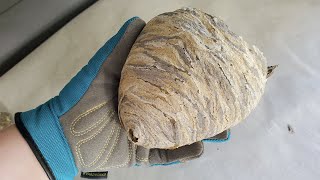 WHATS INSIDE A WASP NEST [upl. by Anitrebla568]