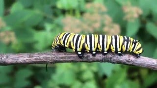 Life Cycle of the Monarch Butterfly [upl. by Dunson]