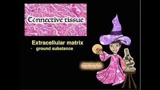 Connective Tissue Extracellular Matrix [upl. by Ewer657]