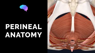 Anatomy of the Perineum 3D tutorial  UKMLA  CPSA  PLAB 2 [upl. by Quillon208]