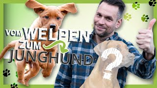 Vom WELPEN zum JUNGHUND 4 Grundlagen für eine gute Entwicklung [upl. by Aihsinyt807]