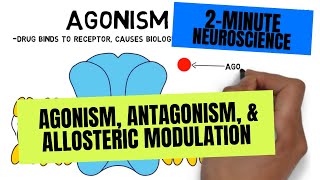 2Minute Neuroscience Agonism Antagonism amp Allosteric Modulation [upl. by Lowson870]