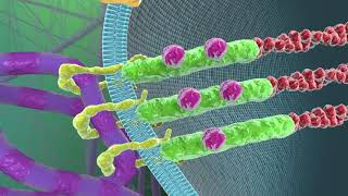 Cell–Extracellular Matrix Mechanobiology [upl. by Nosydam]