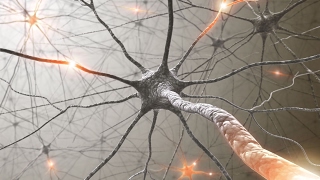 Neuroplasticity How To Rewire Your Brain [upl. by Manbahs493]