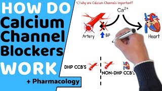 How do Calcium Channel Blockers Work Pharmacology [upl. by Werdma]