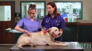 How to Check Your Pets Vital Signs [upl. by Malamut]