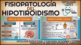 HIPOTIROIDISMO FISIOPATOLOGÍA  GuiaMed [upl. by Marvel610]