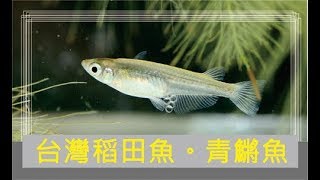 台灣稻田魚青鱂魚 Oryzias latipes [upl. by Grete]