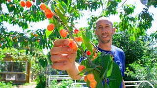 How to Grow Cherries Complete Growing Guide and Harvest [upl. by Ociral845]