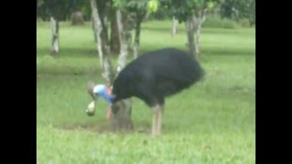 Cassowary jumping [upl. by Modla]