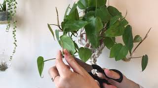 How to propagate philodendrons [upl. by Otokam]