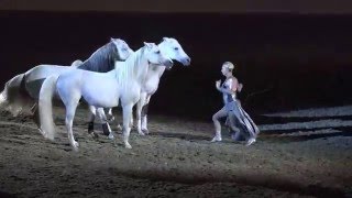 Liberty with 3 horses  Sylvia Zerbini  Night of the Horse 2016  Del Mar National Horse Show [upl. by Goss122]