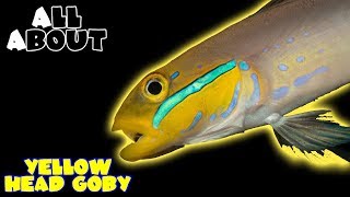 All About The Yellow Head Goby or Sleeper Gold Head Goby [upl. by Googins]