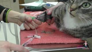 How to place an intravenous IV catheter  VETgirl Veterinary CE Videos [upl. by Atina]