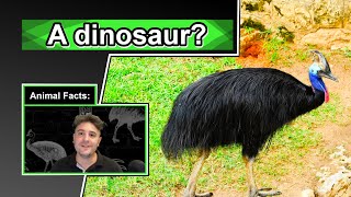 This quotbirdquot can disembowel you  10 COOL CASSOWARY FACTS [upl. by Nonek]